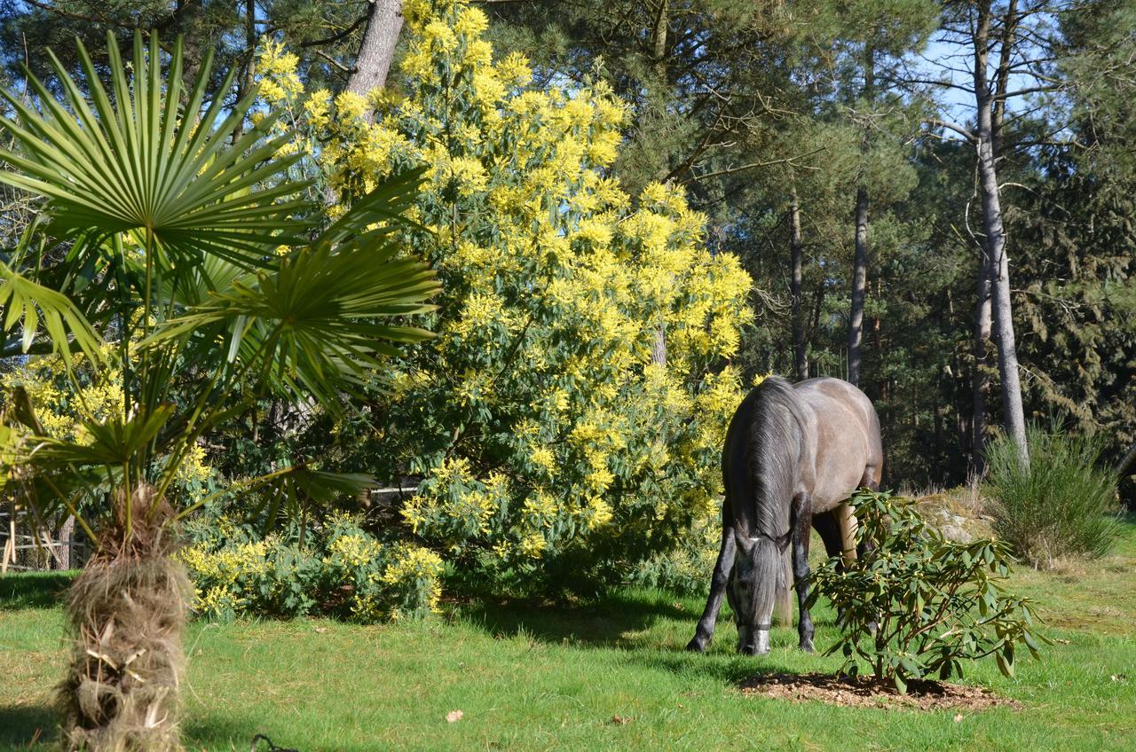 L'Hippocampe Bed & Breakfast Serent Exterior photo